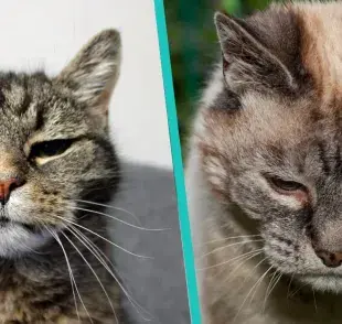 La alimentación de un gato geriátrico debe ser suave y adaptada a su edad.