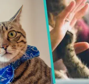 Los 7 mitos sobre los gatos que necesitas dejar de creer