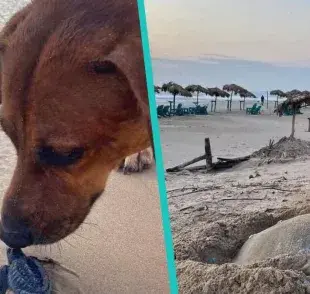 Solovino es el perrito protector que se asegura que las tortugas lleguen al mar