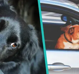 ¿Por qué los perros vomitan cuando pasean dentro del auto?