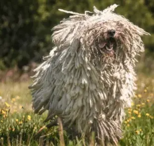 7 razas de perros que son físicamente inusuales