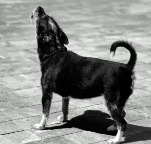 Conoce la 12 razas de perros que más ladran en el mundo