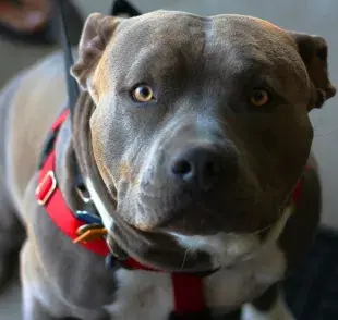 Consejos para adiestrar a un pitbull