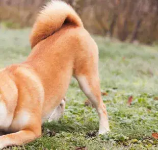 5 razas de perros japoneses más populares