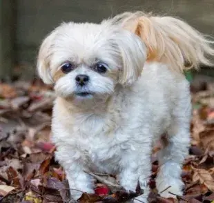 Resultante de la mezclilla de un Shih Tzu y un Poodle.