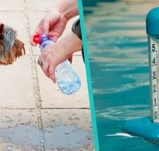 Cuál es la temperatura normal de un perro, evita un golpe de calor a tiempo