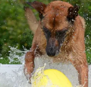 Evita un golpe de calor y ármale una albercada a tu perro