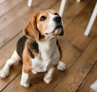  ¡Snoppy es un perrito de raza Beagle!