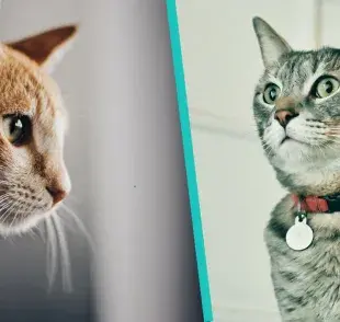 Cascabeles para gatos: es bueno ponerle cascabel a mi gato o no