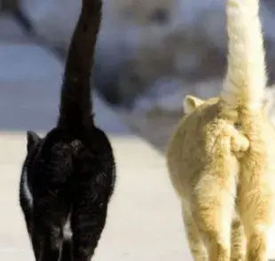 8 diferencias entre gatos machos y hembras