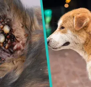Cómo quitarle las garrapatas a tu perro; el truco infalible de los expertos