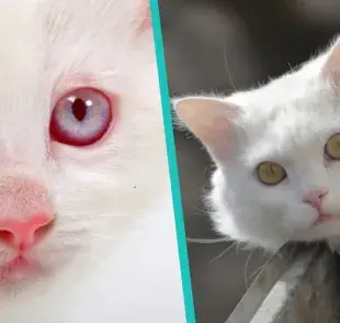 Cómo saber si mi gato es albino o un gato blanco