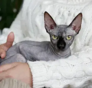  La inteligencia de los gatos está relacionada con su interacción con otras especies
