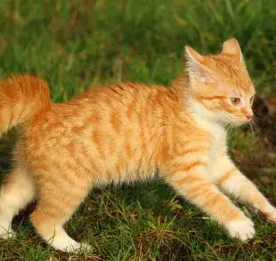 Gatos naranja: 6 datos curiosos sobre su personalidad
