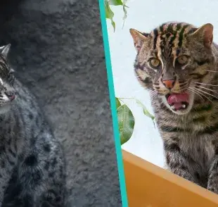 Breve radiografía de los gatos pescadores