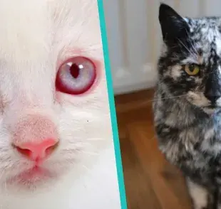 5 colores diferentes de gatos y una curiosidad de cada uno