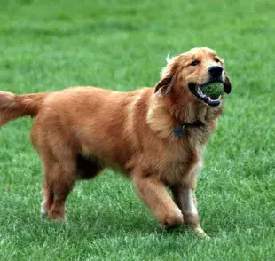 Es un perro apto para niños y familias, son una raza paciente, cariñosa y sociable.