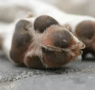 Cuando limpies las patas, no olvides los dedos de los pies y las uñas.