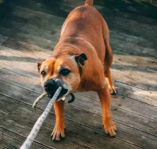 El Kangal Turco y el Cane Corso son los perros con la mordida más fuerte del mundo