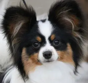 Top 10 perros más inteligentes del mundo