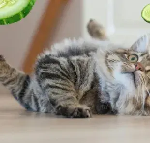 ¿Por qué los gatos se asustan y saltan cuando ven un pepino?