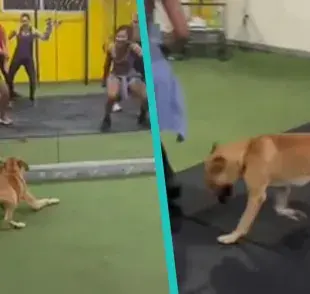 Perro mestizo invade clase de baile y decide mostrar su increíble talento 