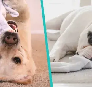 Esta es la razón por la que tu perro muerde tus calcetines