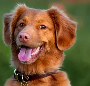 10 cosas que los perros aman de ti y seguro no sabías