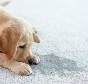 5 consejos infalibles para eliminar el olor a pipí de perro en casa