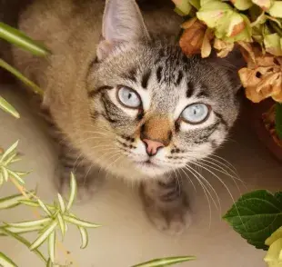 Dependiendo del tipo de planta que tu gato haya ingerido, los primeros signos y síntomas de intoxicación pueden variar mucho