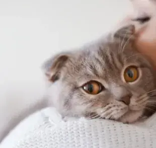 Descubre las 10 razas de gatos que más disfrutan pasar tiempo cerca de su tutor