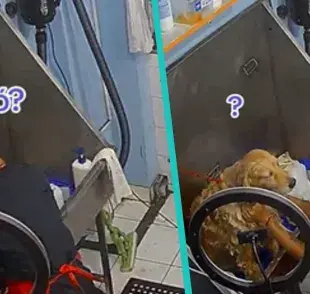  Alex Cárdenas es conocido por bañar perritos y hacer un gran espectáculo al mismo tiempo. 