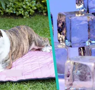 Tapete refrescante casero para tu mascota, ¡Evitale un golpe de calor!