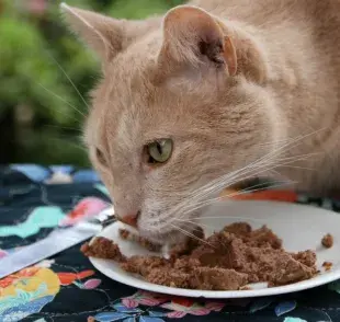 Dar sobres todos los días ayuda a prevenir enfermedades en tu gato, según veterinarios