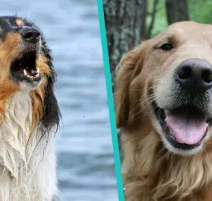 4 formas en las que tu perro se comunica contigo