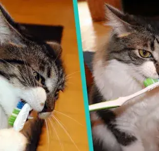 ¿A los gatos se le lavan los dientes? 
