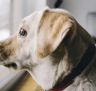 consejos para aliviar la ansiedad por separación en perros