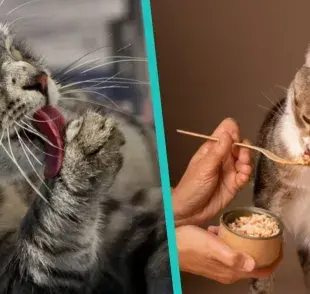 Receta de atún para gatos ¡Para chuparse las garritas!