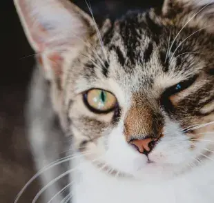 Cómo cuidar de un gato ciego en casa