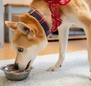 Comida húmeda para perros ¡Excelente para los de edad avanzada!