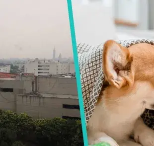 ¿Cómo les afecta a los perros y gatos la contingencia?