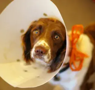 ¿Qué cuidados debo tener con mi perro después de esterilizarlo?