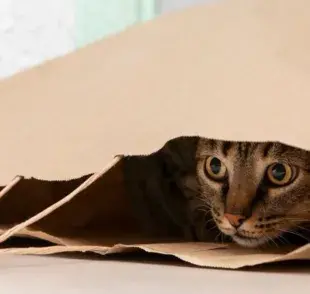 Así puedes detectar si tu gato está nervioso, más de lo normal