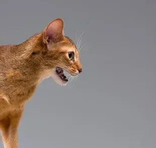 Dime qué sonido hace tu gato y te diré qué quiere