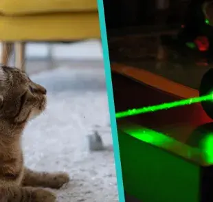 ¿Juegas con tu gato y un láser? Especialista explica los efectos que podría tener 