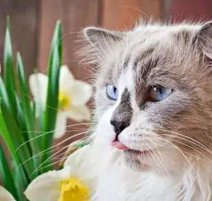5 plantas que relajan a tu gato y puedes tener en casa