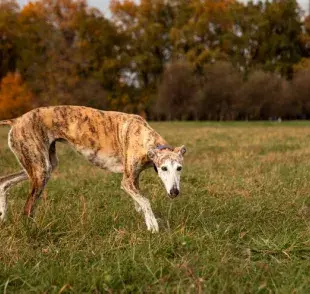 4 razones por las que debes adoptar a un Galgo