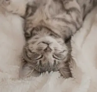 Gato de rayas sonriendo. Foto: Envato/shiwork