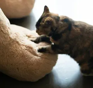 Por qué los gatos amasan