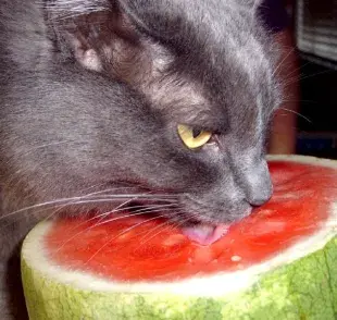 Frutas para gatos que sí pueden comer sin ningún riesgo